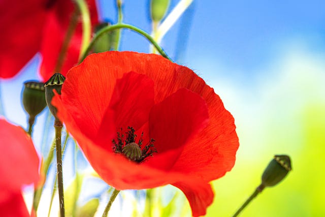 red poppy flower on nature background
