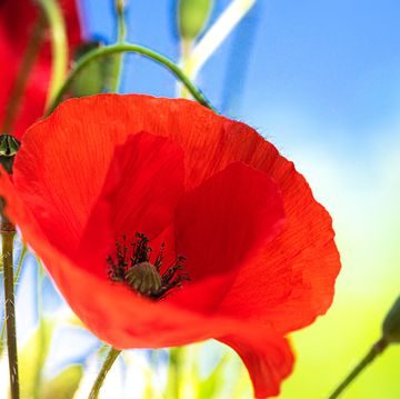 red poppy flower on nature background