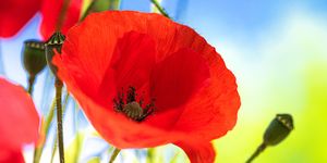 red poppy flower on nature background