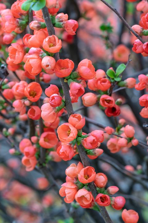red quince flowers blooming during spring in japan