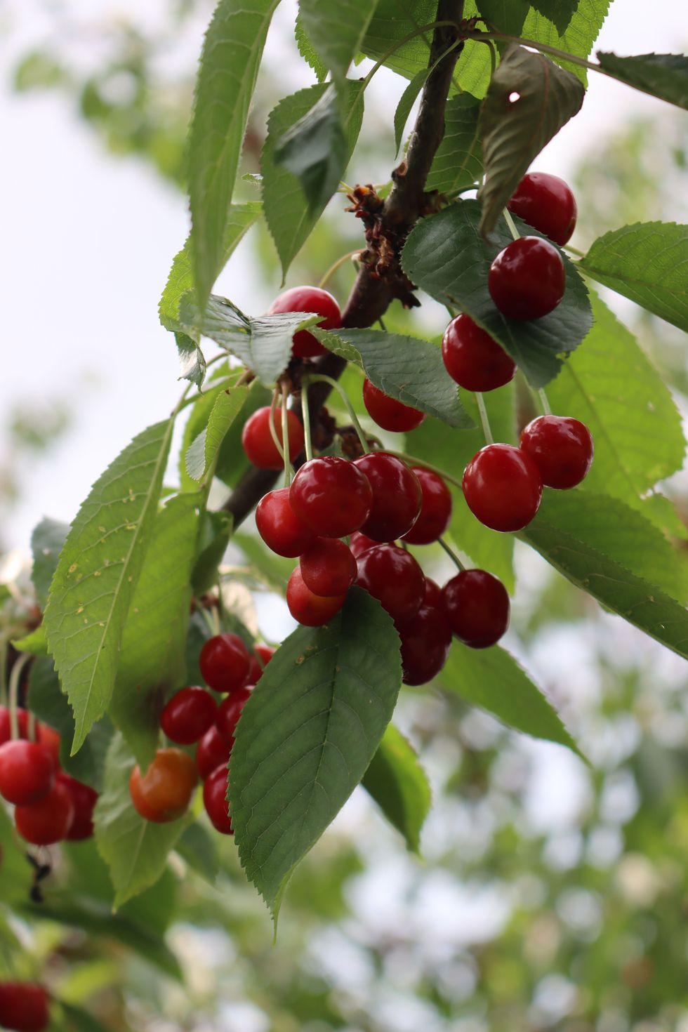 red ripe cherry fruits on branch ready to be harvested