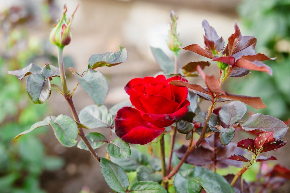 red rose in the garden close up, top view