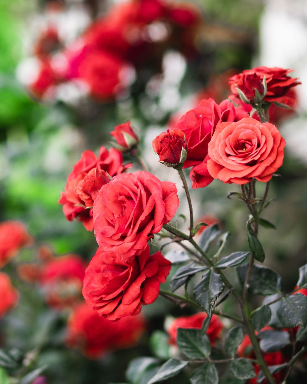 red roses garden on a blurry background