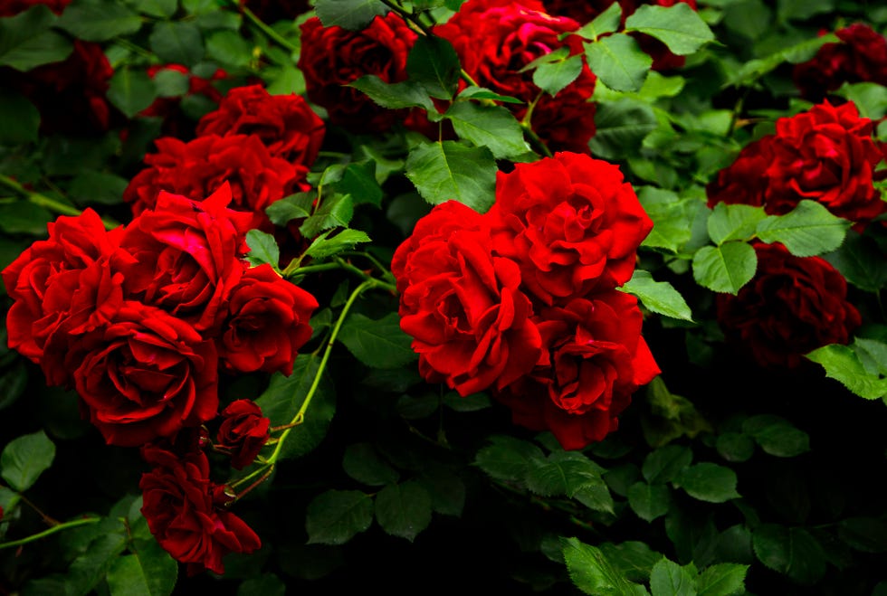 a red rose bush in full bloom