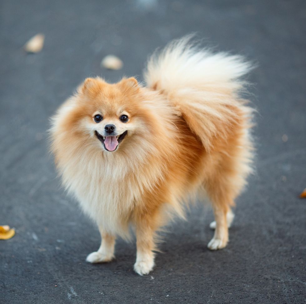 16 Teacup Dog Breeds: Pomeranian, Terrier, and More