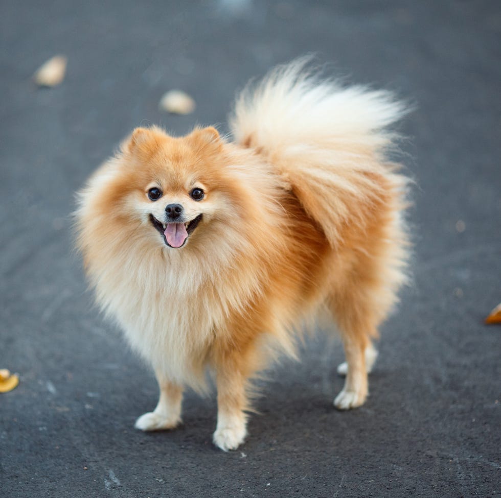 a golden pomeranian smiling