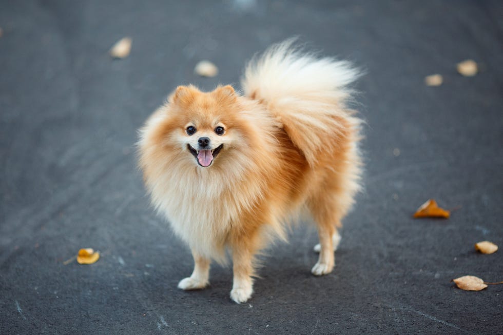 red small german spitz walking in the autumn park symbol of the year 2018