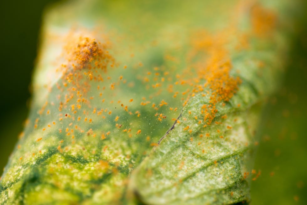 how to get rid of spider mites