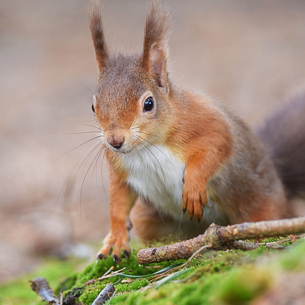 red squirrel wildlife staycations 5 remaining locations to see the endangered mammals