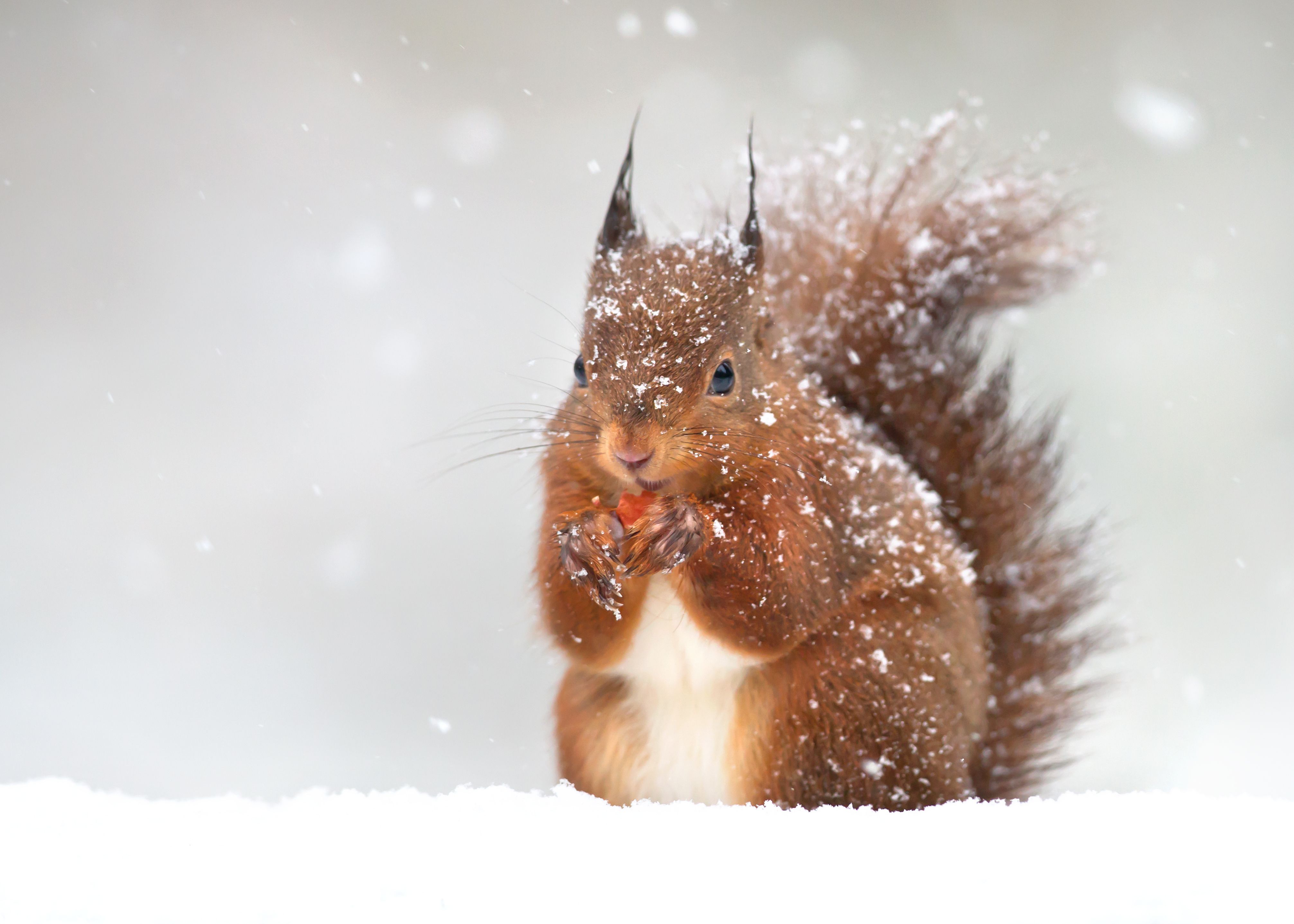 21 Cutest Photos of Animals In Snow