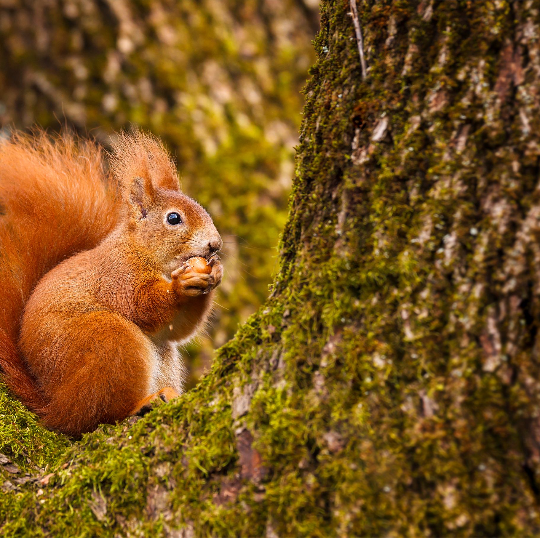 red squirrel munching on a hazel nut