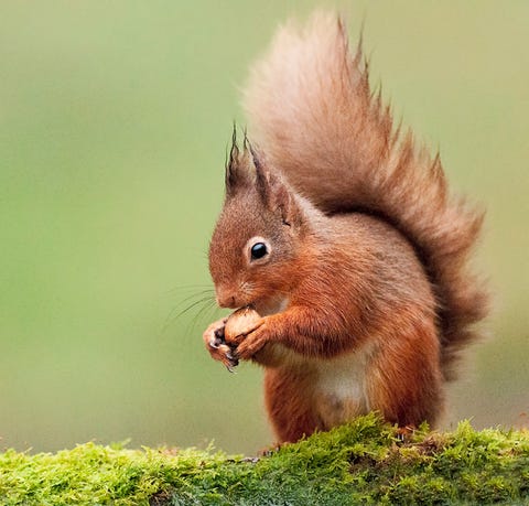 Scottish wildlife: The amazing animals you must see in Scotland