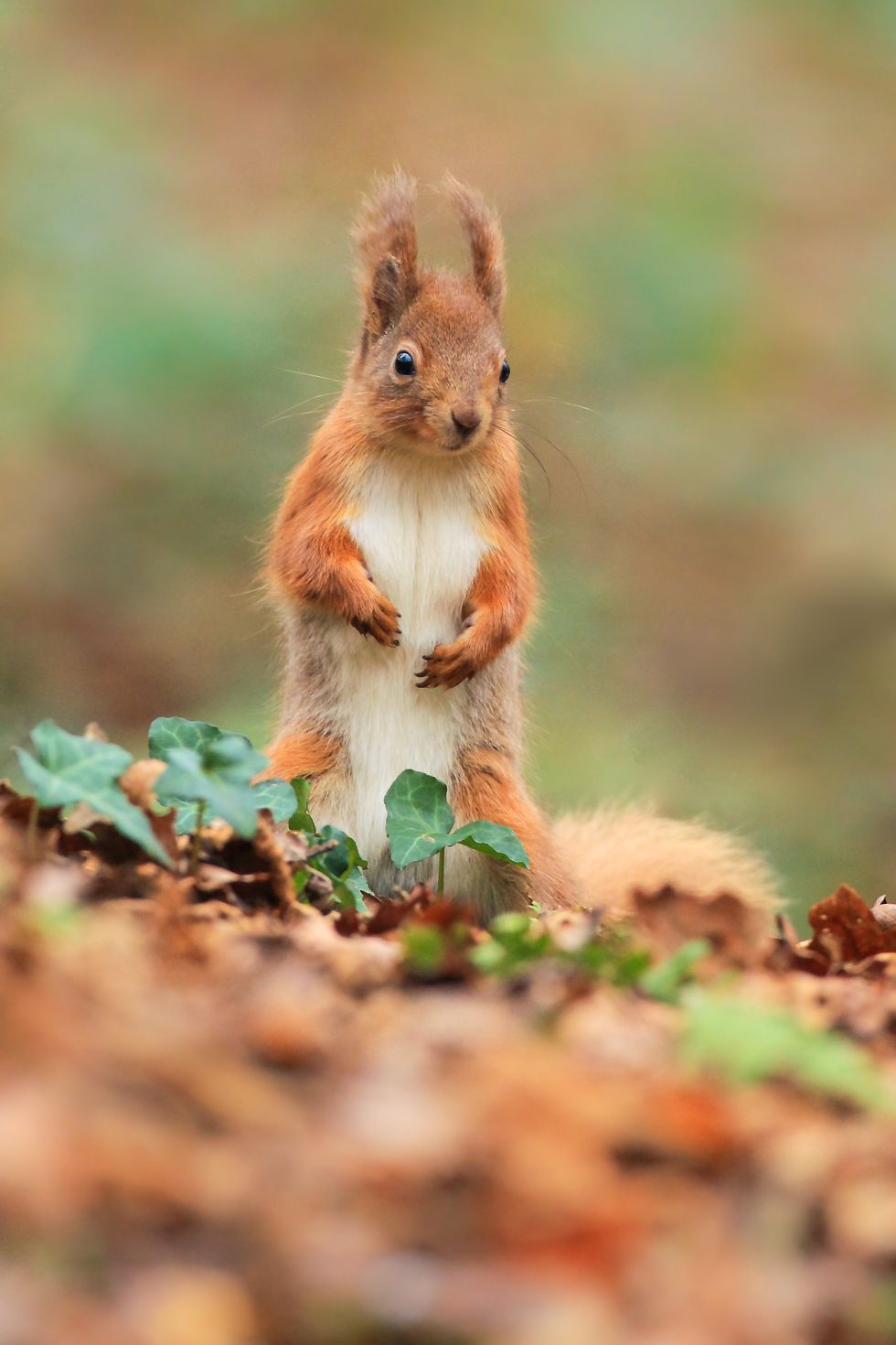 how to help red squirrels