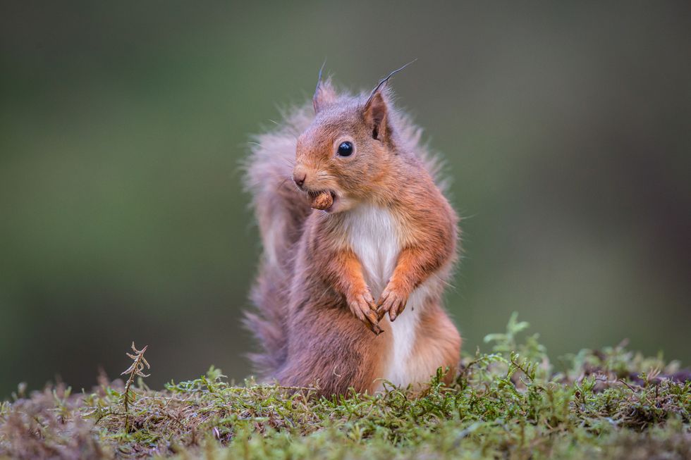 Red Squirrel with hazelnut
