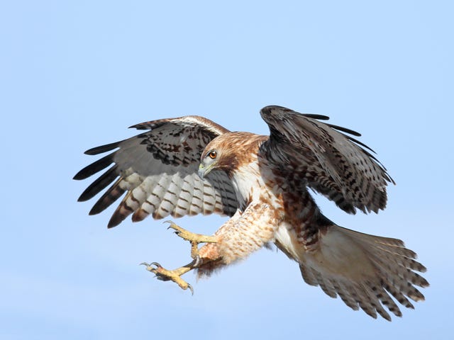 Surprise Hawk Attack Leaves Runner with 6 Holes in His Head