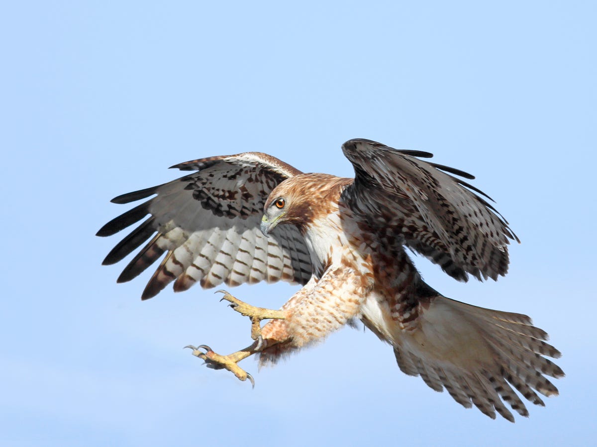 Surprise Hawk Attack Leaves Runner with 6 Holes in His Head