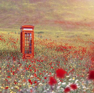 red telephone booth in a spring field