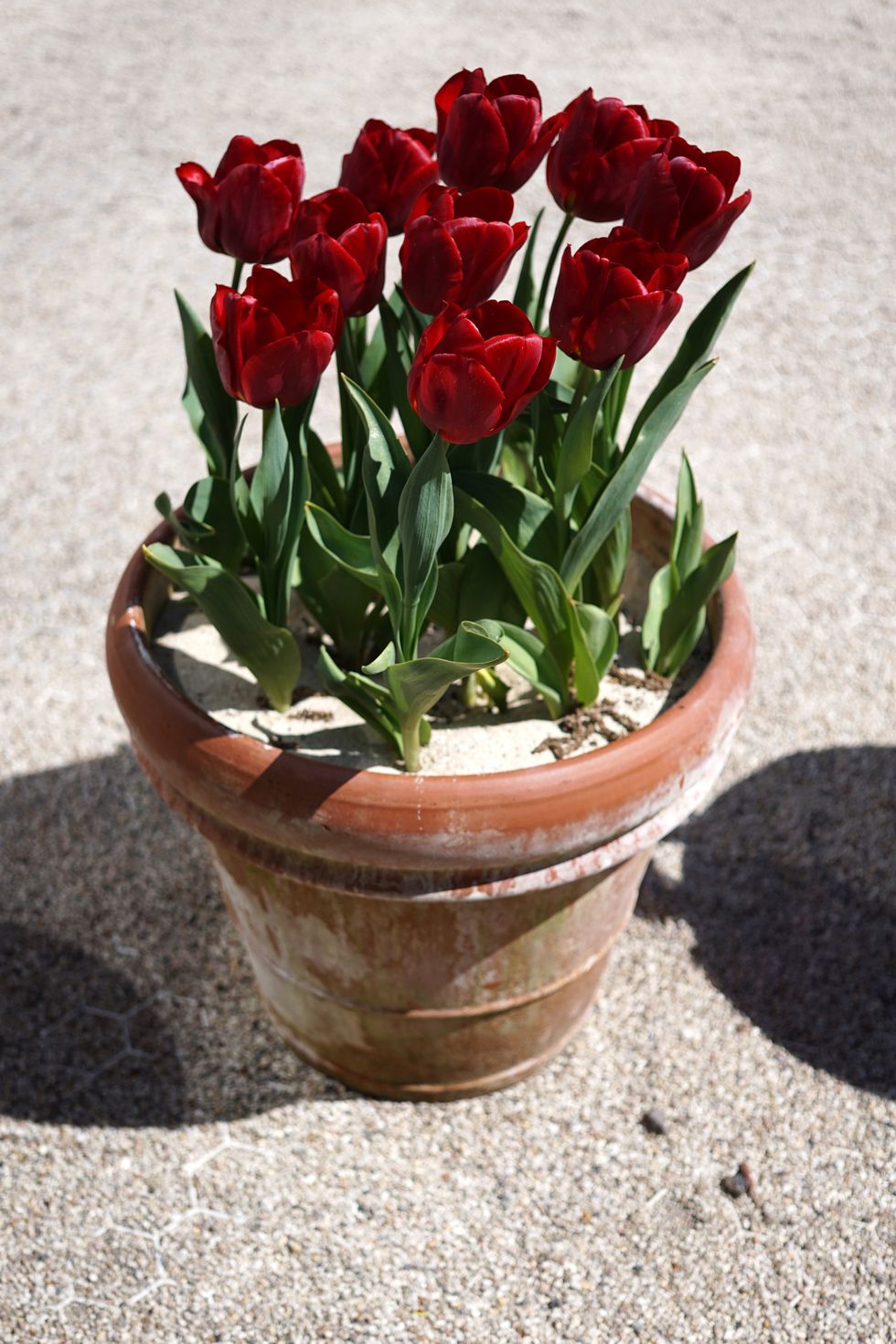 red tulips in a pot