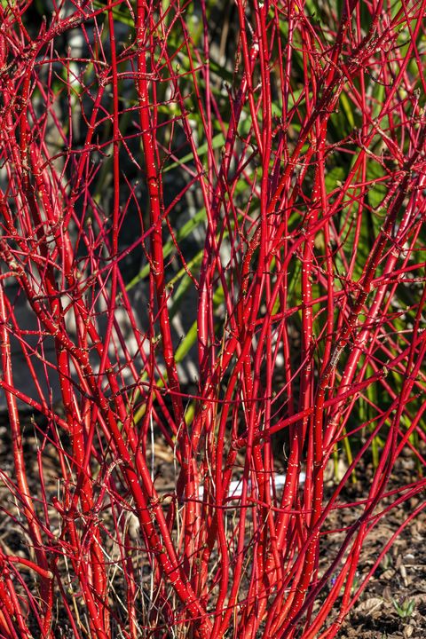 cornus alba sibirica shrub with crimson red stems in winter and red leaves in autumn commonly known as siberian dogwood, stock photo image