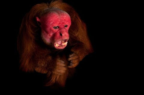 Deze sociale en slimme aap wordt alleen in het Amazonebekken in Brazili en Peru gevonden Zijn mensachtige gezicht is helderrood door de haarvaten die onder de dunne en doorzichtige huid lopen De Cacajao calvus rubicundus wordt geconfronteerd met het razendsnelle verlies van zijn habitat in het regenwoud Ook vormt hij een prooi van menselijke jagers Foto gemaakt in de Los Angeles City Zoo