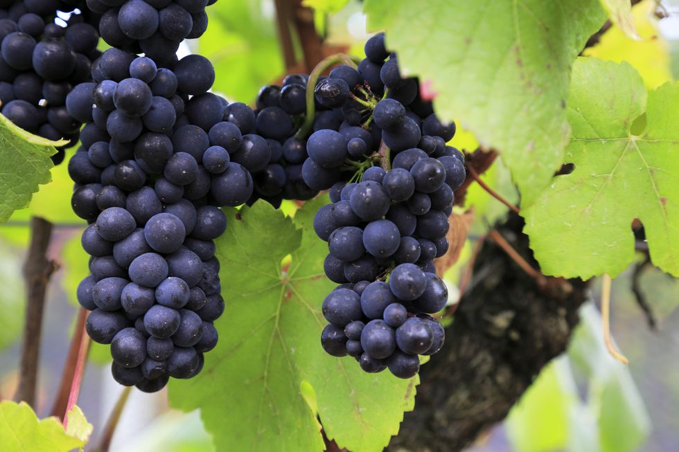 「紫葡萄」富含維生素a營養素