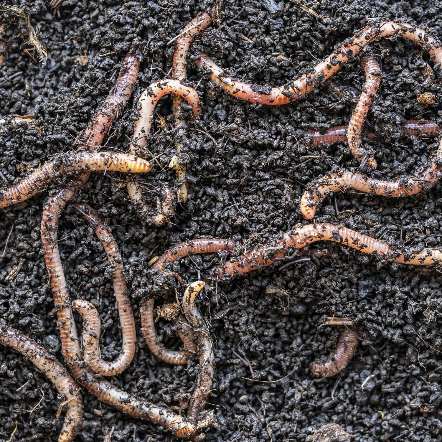 Darwin Loved Worms. They May Have Just Proved Him Wrong About Evolution.