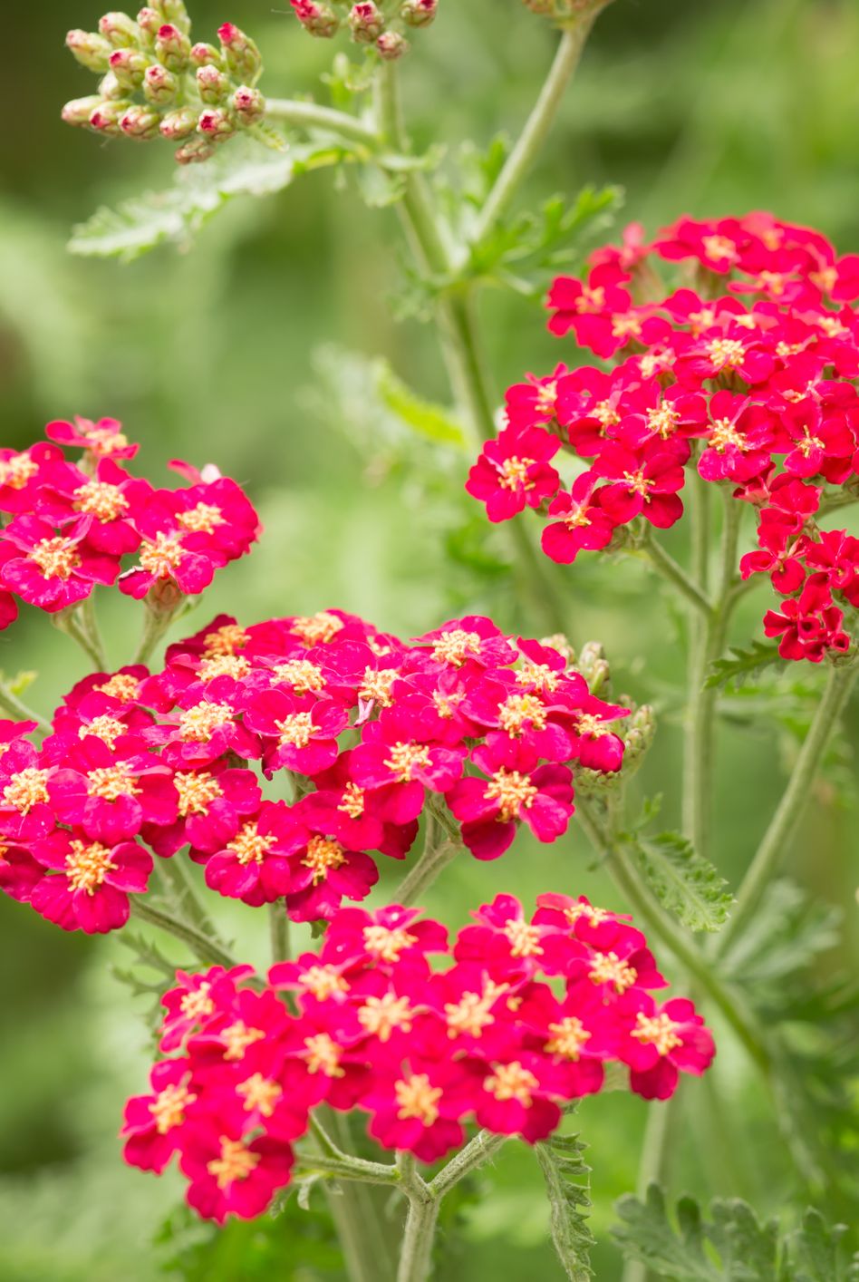 yarrow red flowers