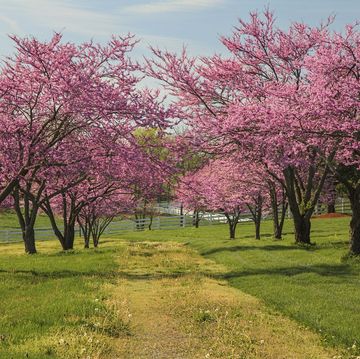 redbud trees guide where and how to grow them