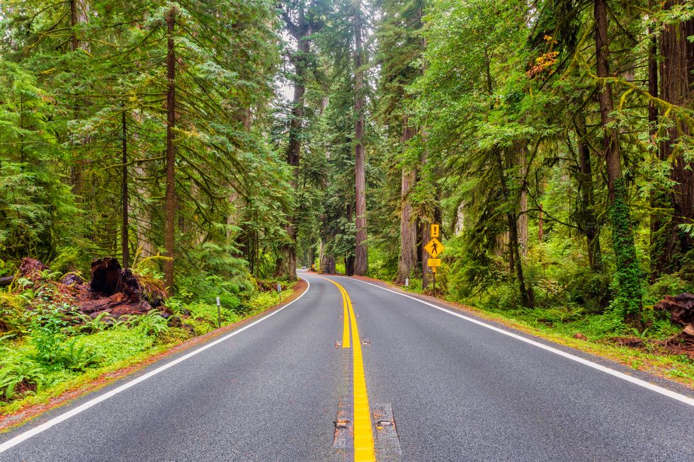 redwood highway in redwood national park california