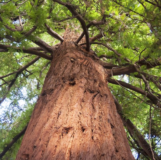 looking up at a giant redwood tree, sequoia sempervirens, kew gardens, richmond, surrrey, england artist ethel davies photo by then and now imagesheritage imagesgetty images