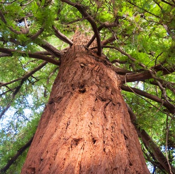 looking up at a giant redwood tree, sequoia sempervirens, kew gardens, richmond, surrrey, england artist ethel davies photo by then and now imagesheritage imagesgetty images