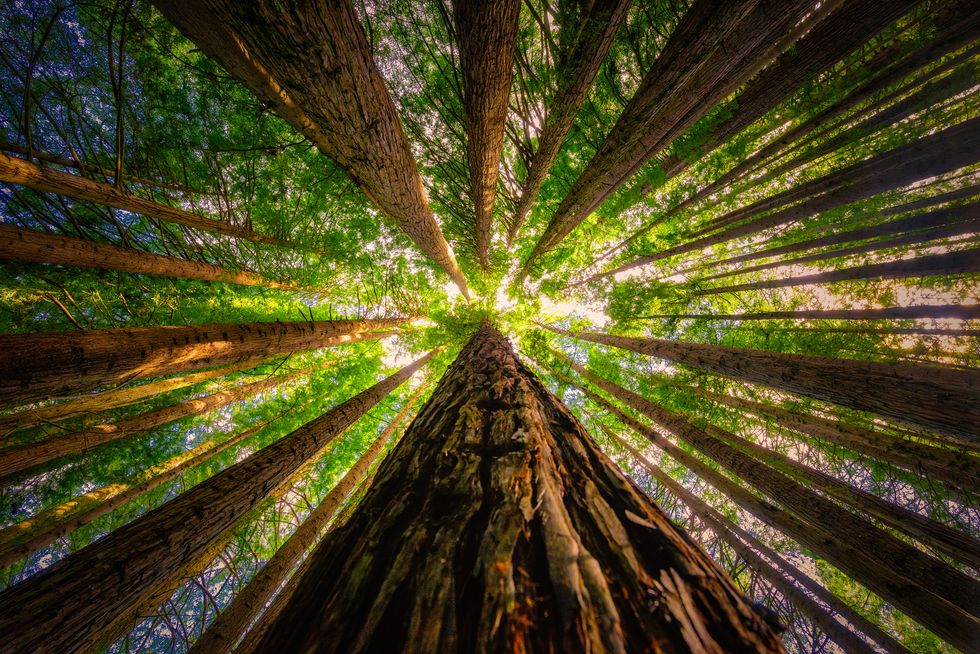 redwoods forest