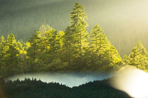 Het Humboldt Redwoods State Park baadt in de gouden gloed van de ondergaande zon Een derde van het park een kleine zevenduizend hectare bestaat uit oerbos van sequoias  het grootste aaneengesloten bos van oude mammoetbomen op aarde