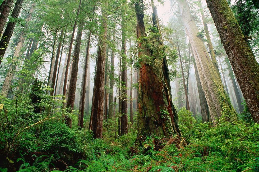 De torenhoge bomen in het Prairie Creek Redwoods State Park in Californi op deze foto waren de inspiratiebron voor een scne op de bosmaan Endor inReturn of the Jedi