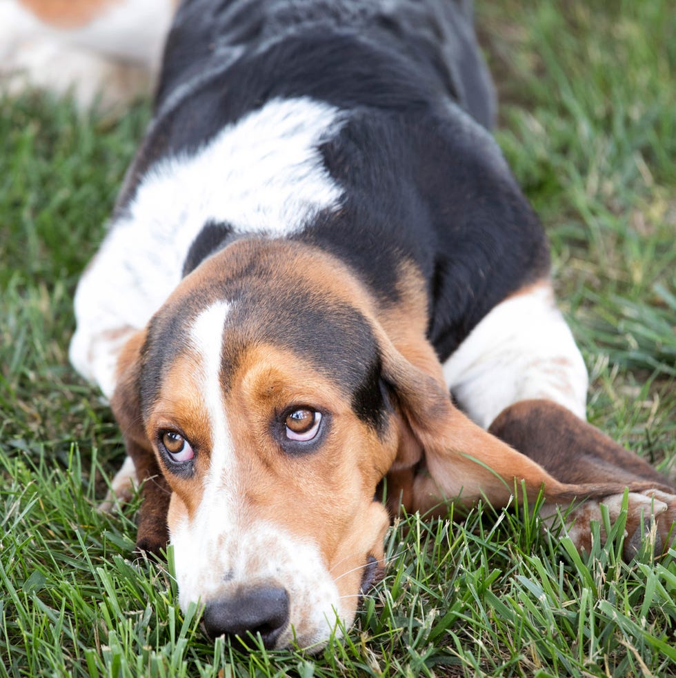 one of the drummond family dogs on their ranch in pawhuska, ok