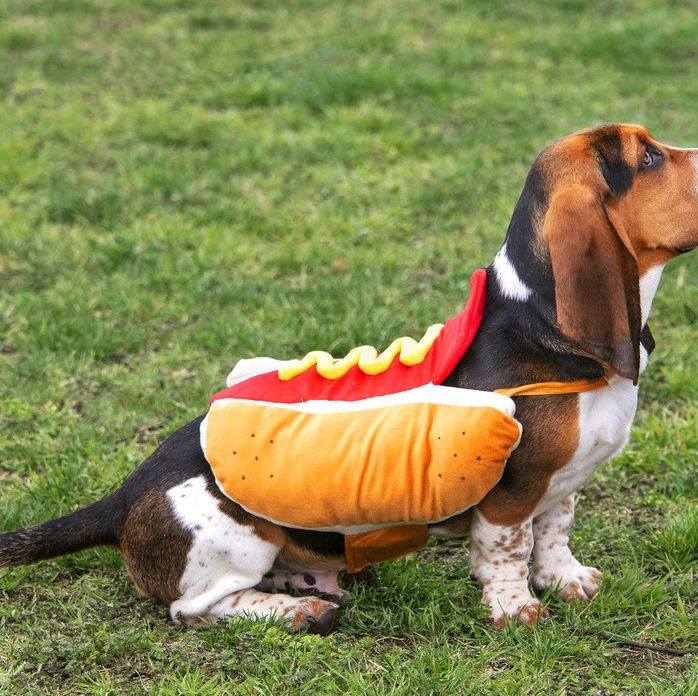 ree drummond dog in halloween costume