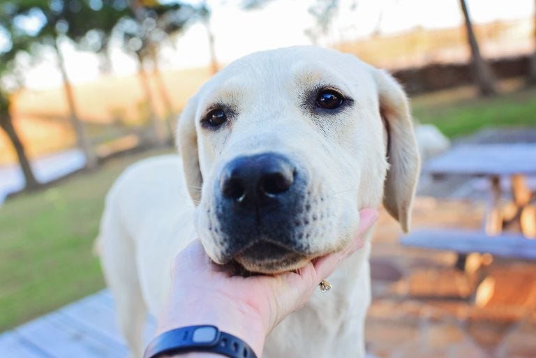 Baseball Inspired Dog Names, Popular Male and Female Names