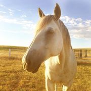 ree drummond ranch horse