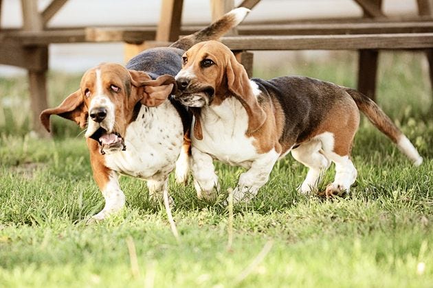 which basset hound of ree drummond