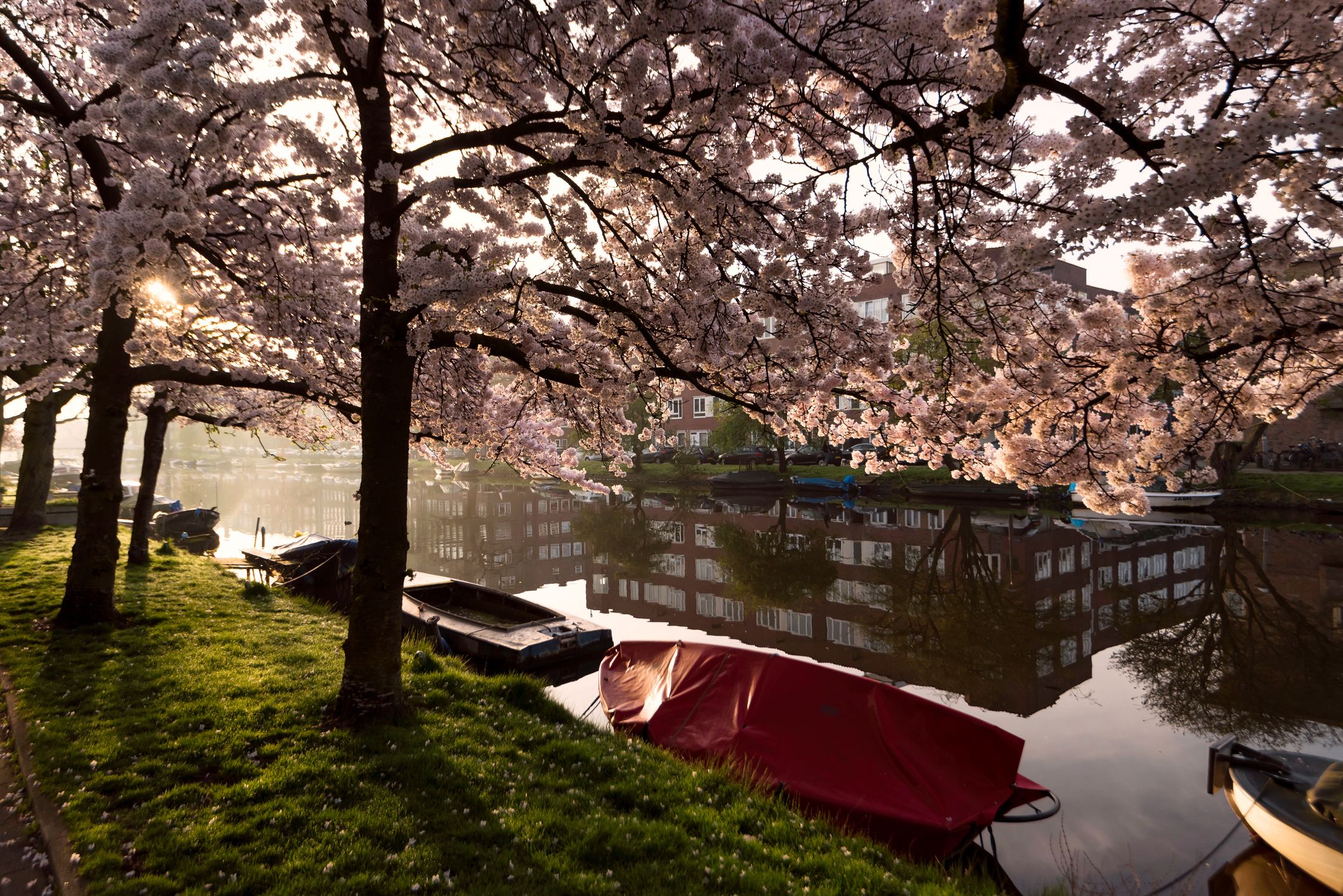 5 unexpected cities around the world to see cherry blossoms