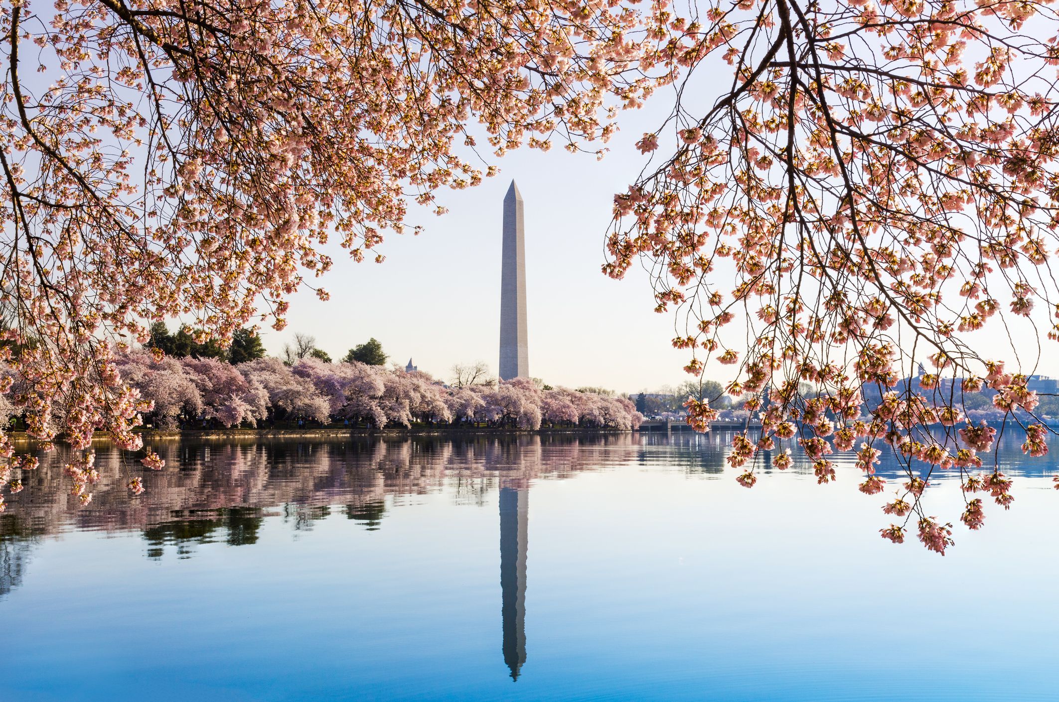 Cherry Blossom Trees Virtual Tours - How to Take a Free Google