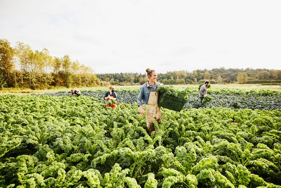 regenerative farming