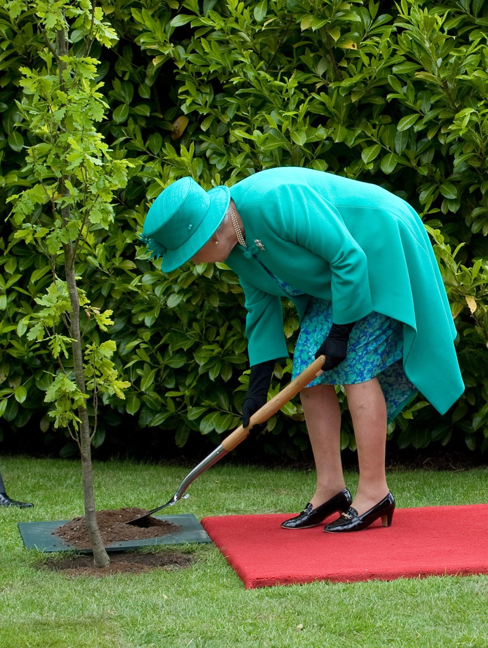 la reina isabel ii acude un acto para plantar un árbol con una pala