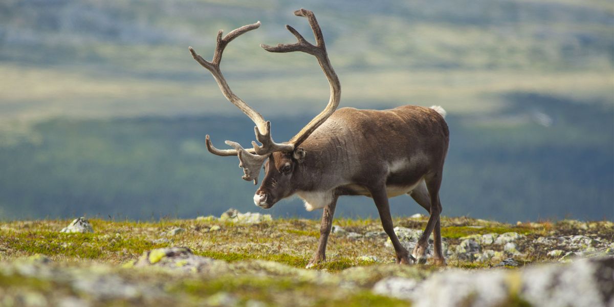 Reindeer, Mammal, Horn, Wildlife, Antler, Deer, Barren ground Caribou, Elk, Tundra, Grassland, 