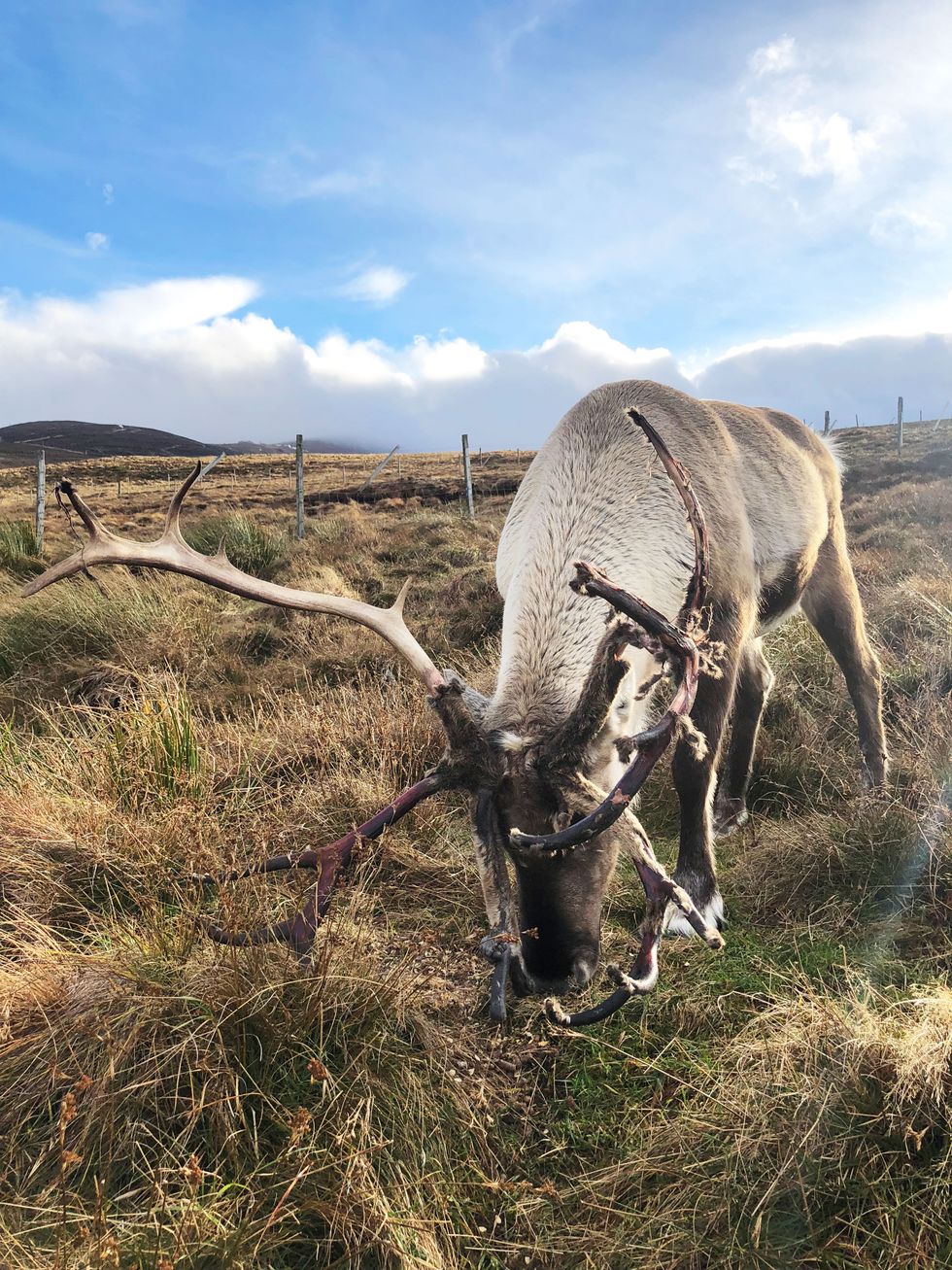 reindeer scotland