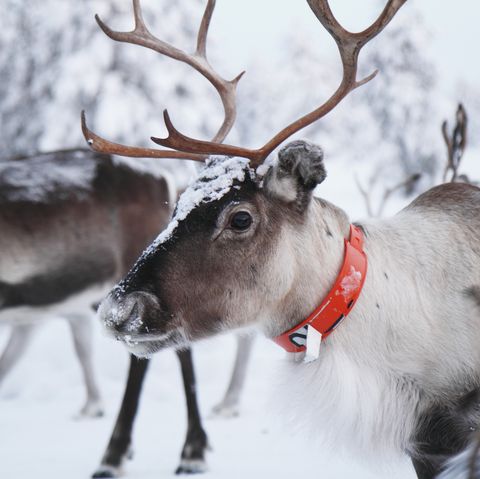 reindeer elf on the shelf names