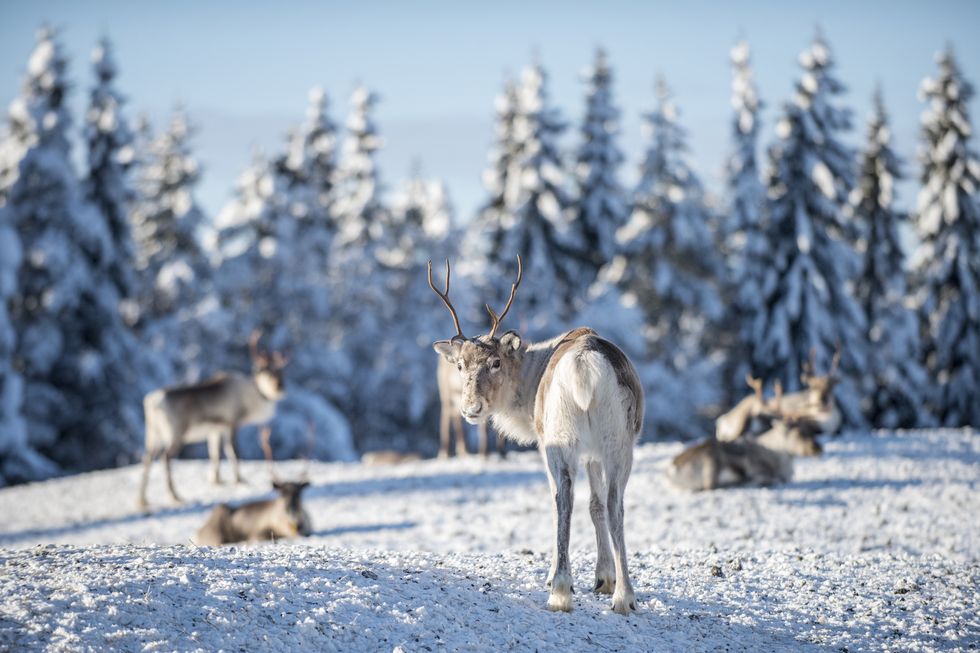 reindeer farm, kuusamo