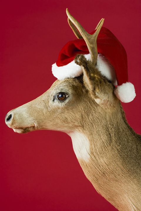 a reindeer wearing a santa hat