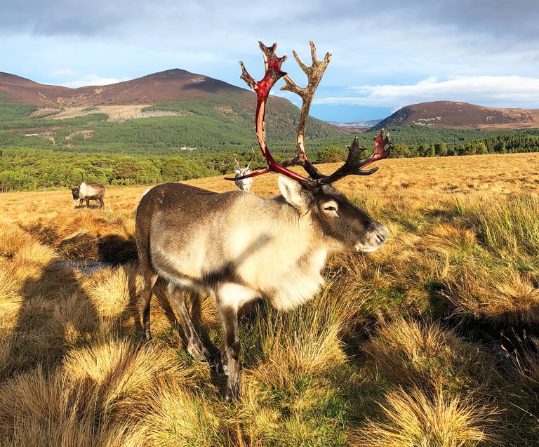 reindeer scotland