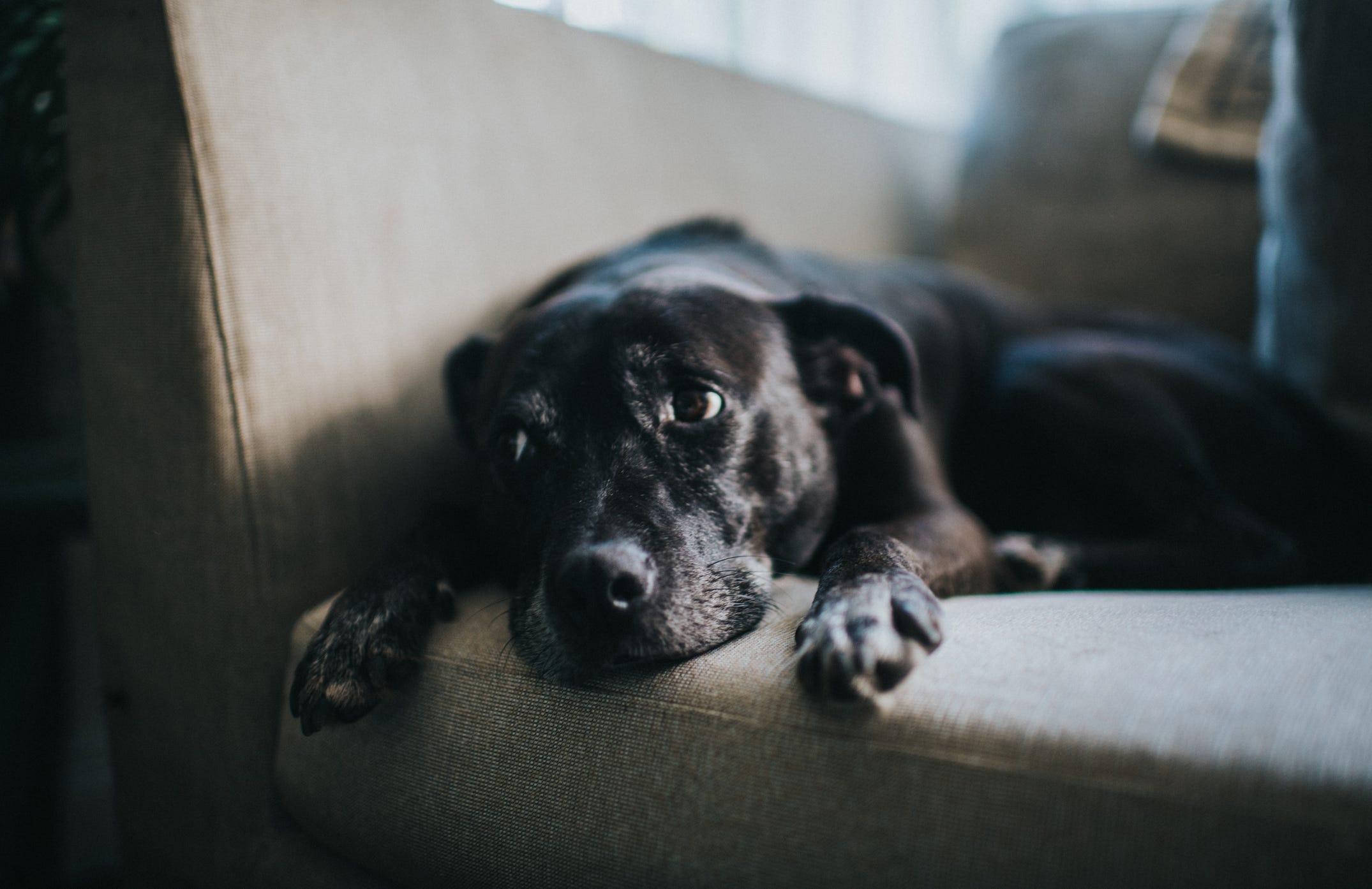 Depressed Puppy